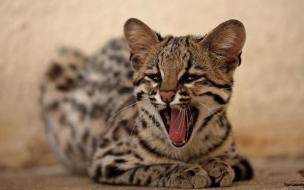 喂养的野猫为什么抓人_野猫会因为什么突然抓人？