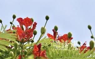 凤凰花开季节文案_凤凰树开花文案？